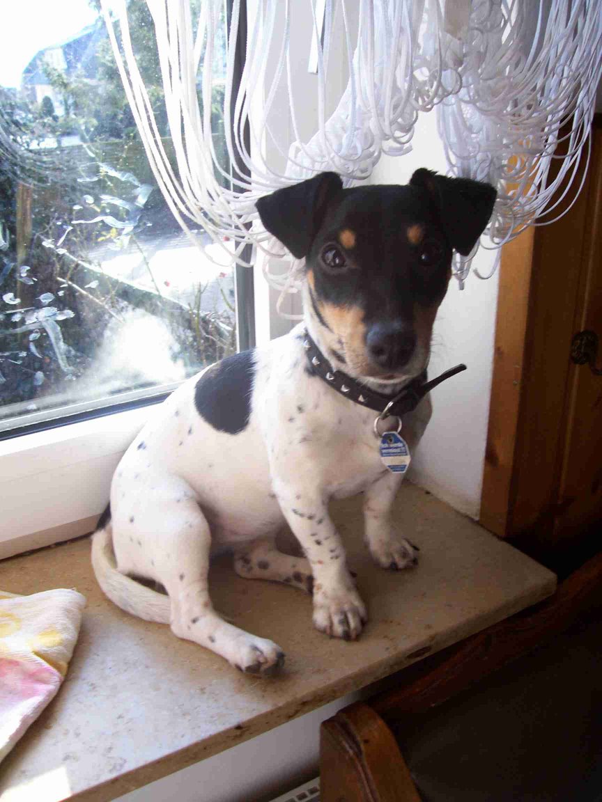 Jack Russel sitzt im Fenster