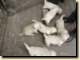 thumb028.png