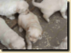 thumb028.png