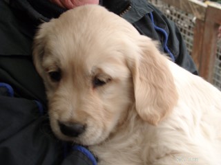 Zu den Golden Babys