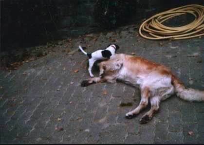 Danah spielt mit einem Jack Russel