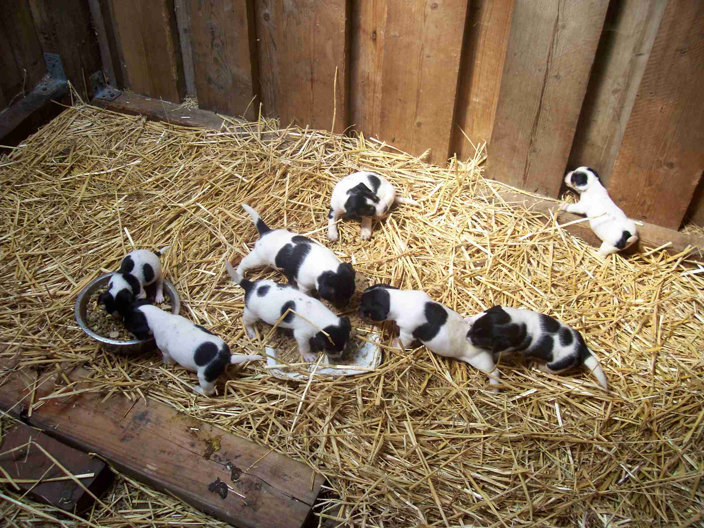 Zu den Jack Babys