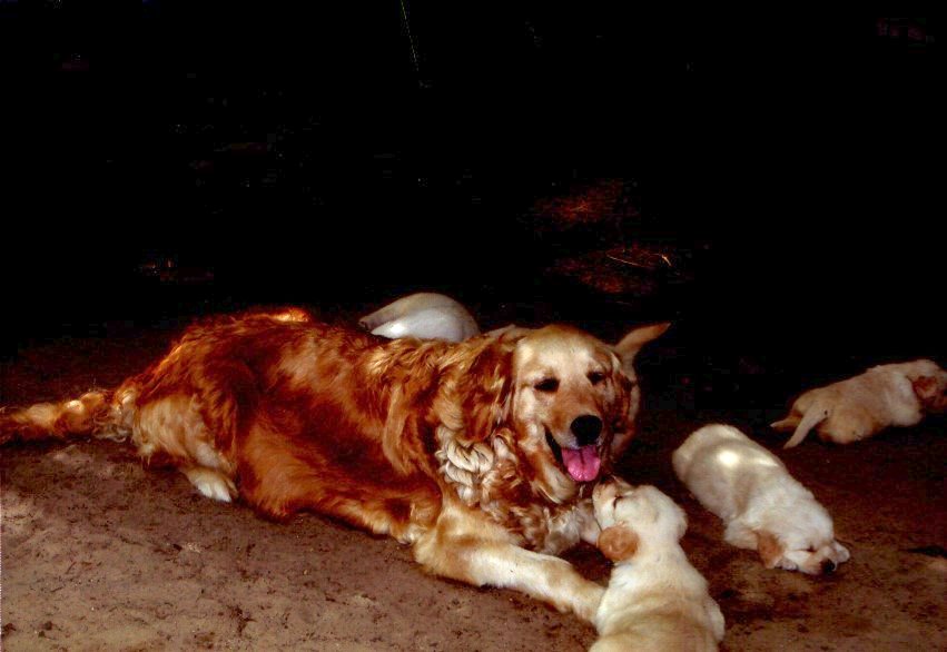 Winberways mit Welpen